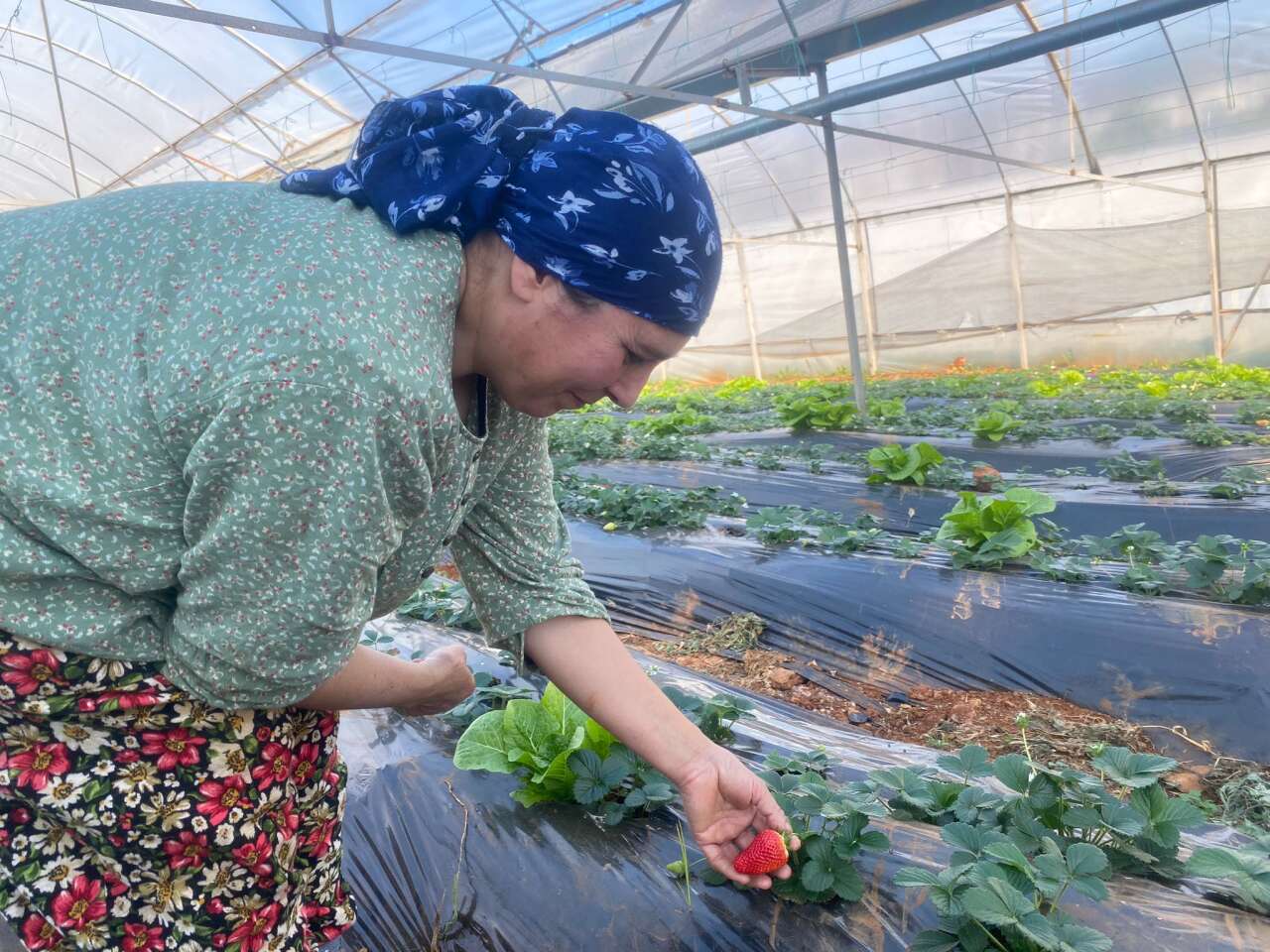 Köyceğiz’de Sel Felaketi Seraları Vurdu: Üretici Zorlandı, Fiyatlar Artışta 7